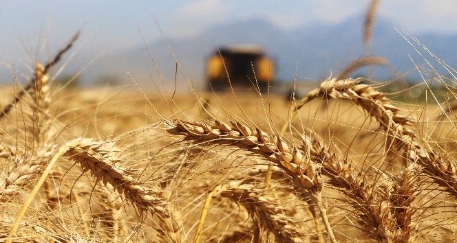 Read more about the article Türkiye’nin ilk buğday hasadı Antalya’da başladı